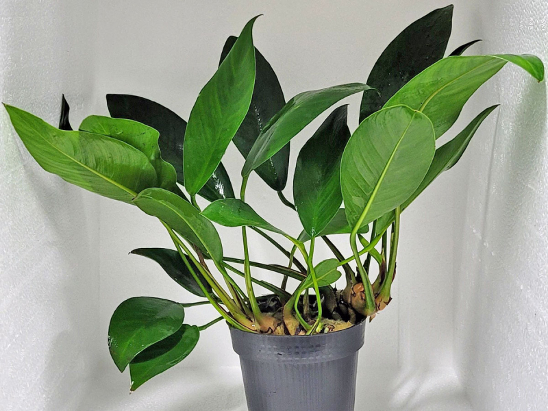 Anubias congensis round - Kongo-Speerblatt